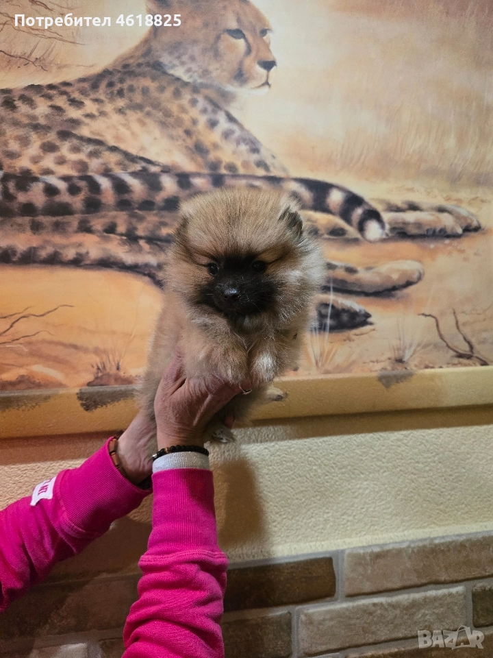 Померан женски , снимка 1