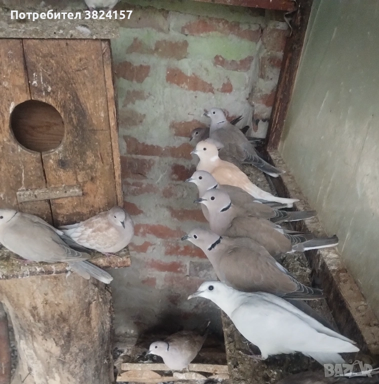 Смеещи се гугутки, снимка 1