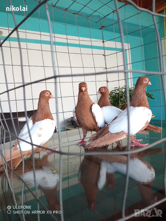 бирмани, снимка 1