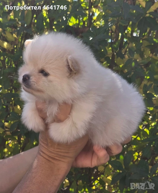 Померан, снимка 1