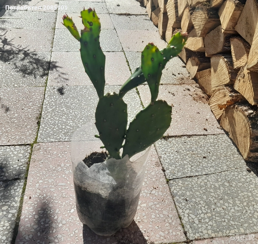 Кактус, снимка 1