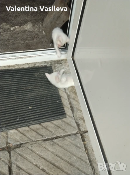Подарявам бели котета две женски едно мъжко, снимка 1