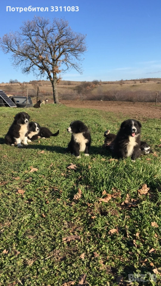 Свободни Бордър Колита, снимка 1