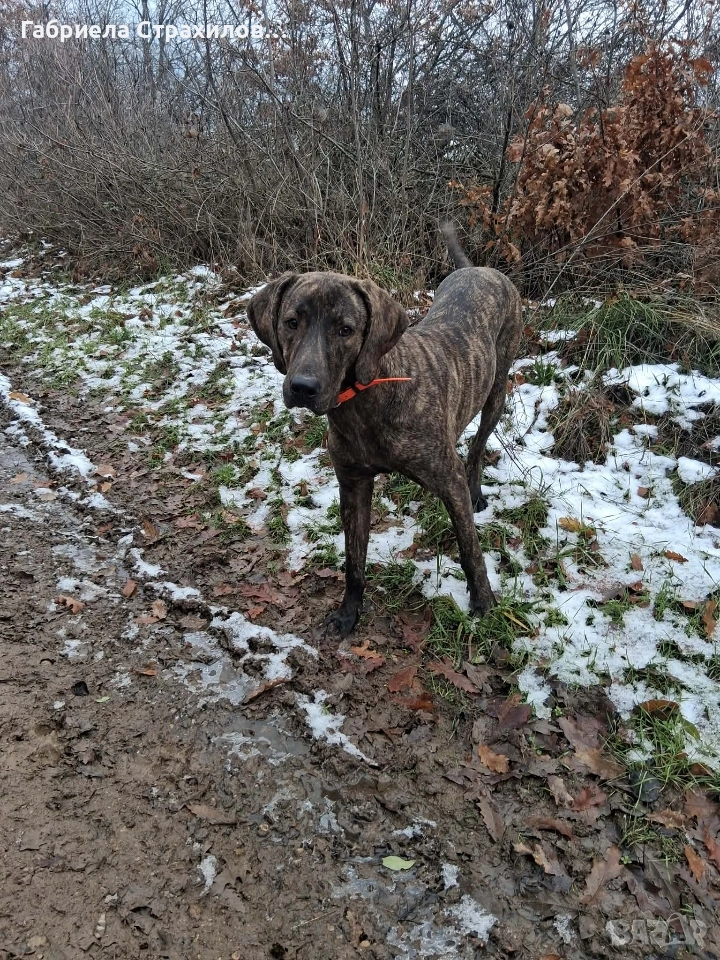 Плотхаунд, снимка 1