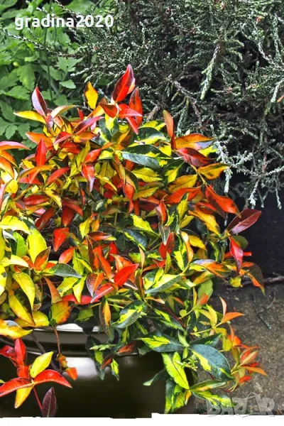   Жасмин - Азиатски , снимка 1