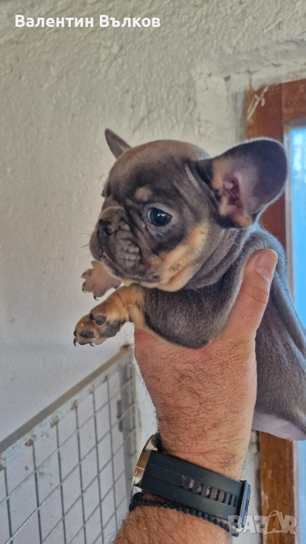 Продавам две  френски булдочета, снимка 1