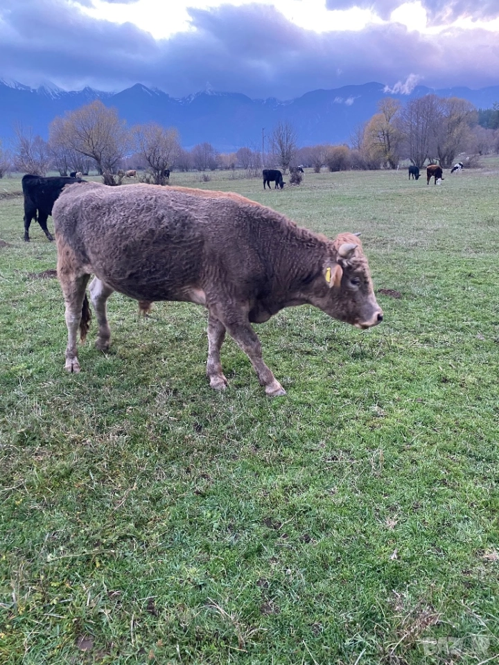 Бикове, снимка 1