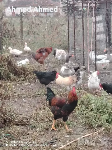 патки гъски петли кокошки