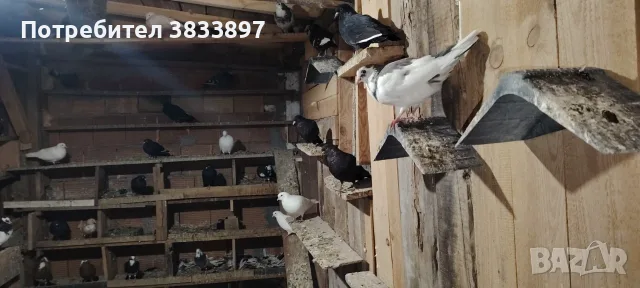 Пазарджишки и спортни гълъби, снимка 2 - Гълъби - 56355577
