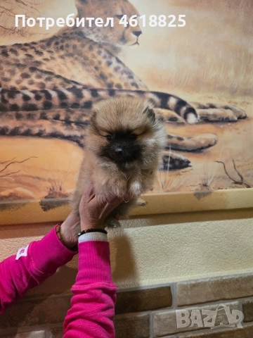 Померан женски 