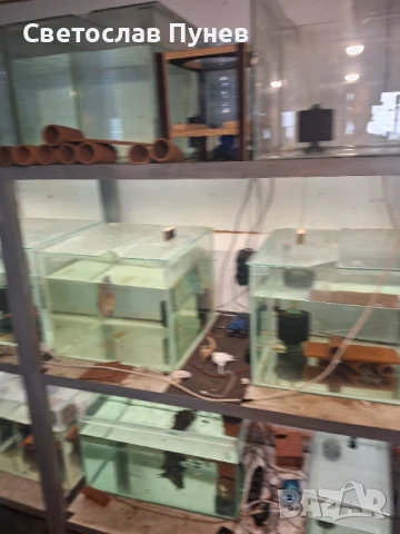 Продавам аквариомите по 50лв стила жители по 250лв, снимка 4 - Аквариуми - 51171328