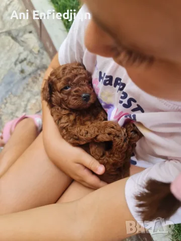 Мини пудел/Mini Poodle, снимка 2 - Пудели - 55900004
