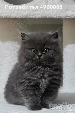 Нала си търси кавалер! 🐾🤍, снимка 4 - Търси партньор - 56238769