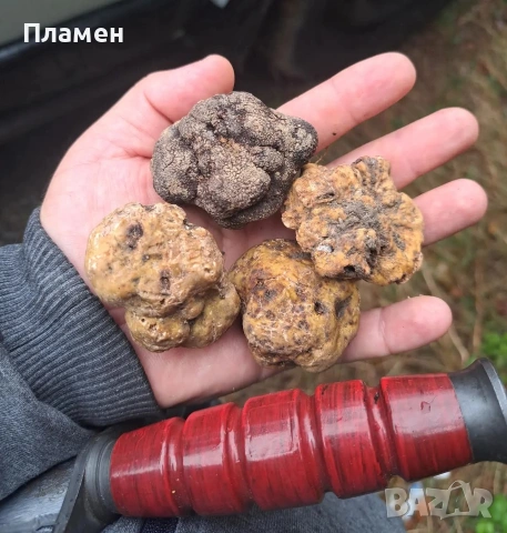 Трюфел(Tuber Borchi) 12 euro, снимка 3 - Други - 53350487