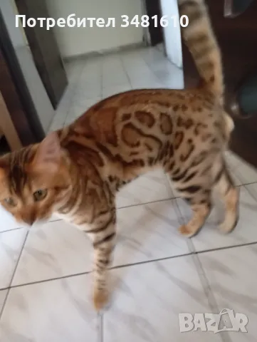 Търся си полвинка, снимка 3 - Бенгалски - 47201483