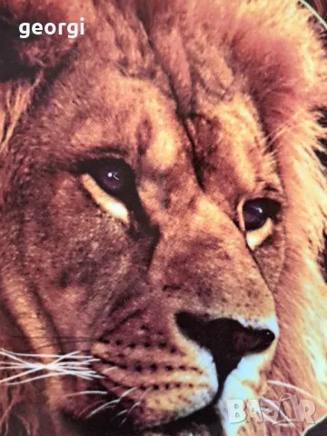 колекционерска порцеланова чиния Лъв Royal Doulton 18/4, снимка 4 - Колекции - 49163049