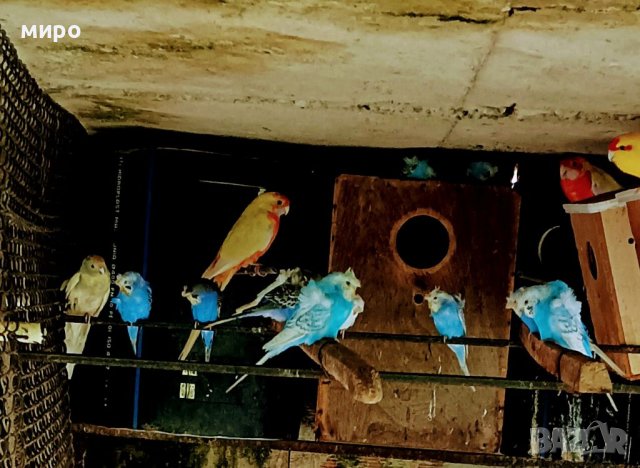 ТКБ Хеликоптери 