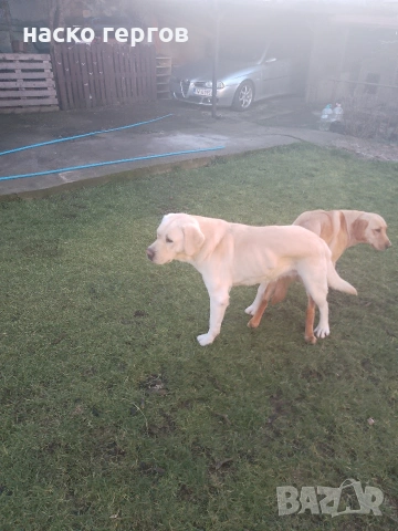 чистокръвни лабрадори, снимка 5 - Лабрадор ретривър - 54137259