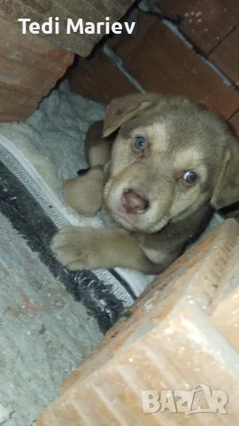 Продавам бебе кученце на 2 месеца! 🐶, снимка 2 - Каракачанска овчарка - 56483959