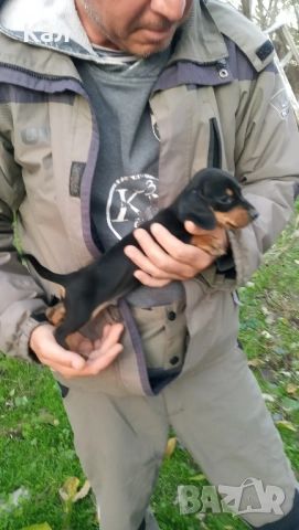 Дакел,дакелчета