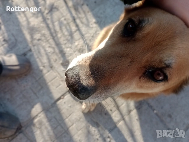 Подарявам, снимка 3 - Немска овчарка - 53982292