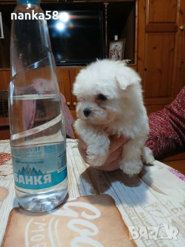 продавам малтизер, снимка 4 - Болонка - 53986115