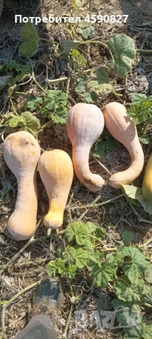 Тикви цигулки за животни, снимка 3 - Други животни - 52163125