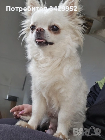 момиченце чихуахуа , снимка 14 - Чихуахуа - 54006487