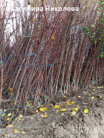 Продавам овощен посадъчен материал, снимка 7 - Разсади - 52362615