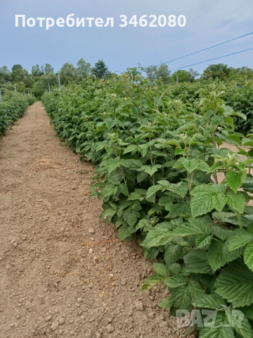 Разсад Малини, снимка 10 - Разсади - 52427655