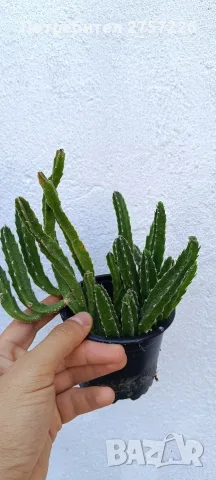 Стапелия,Stapelia hirsuta, снимка 2 - Стайни растения - 56018739