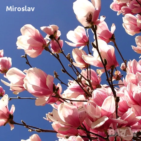 Магнолия Пинки (НОВО)/100-120см, снимка 3 - Градински цветя и растения - 52074975