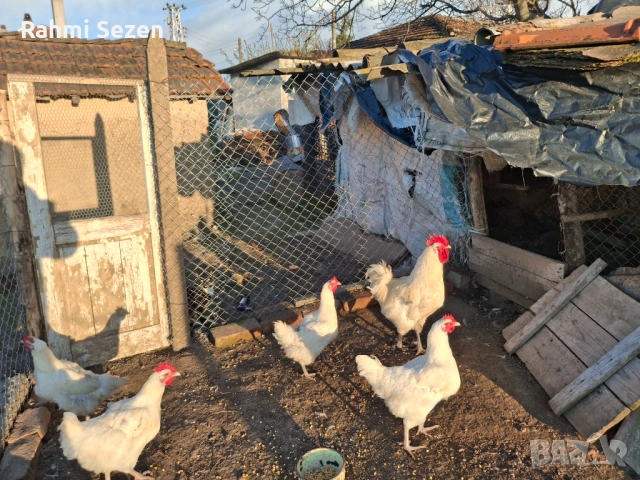 Разплодни яйца , снимка 2 - Кокошки и пуйки - 54167827