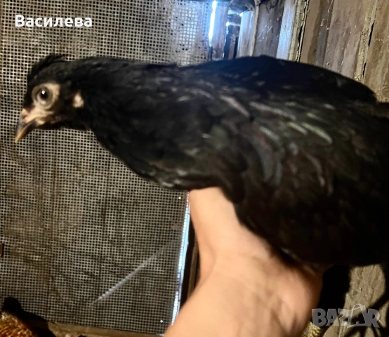 Пилета и пъдпъдъци на различна възраст, снимка 2 - Кокошки и пуйки - 54003824