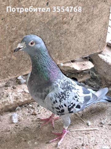 Продавам спортни гълъби , снимка 4 - Гълъби - 51801797