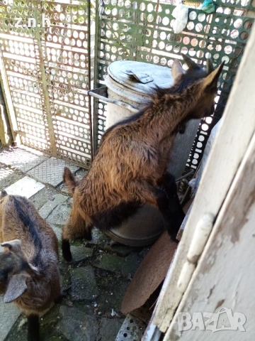 Продавам ярета, снимка 5 - Кози - 54335486