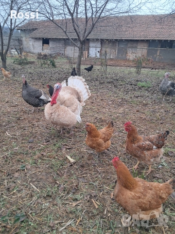 Пуяк за разплод, снимка 4 - Кокошки и пуйки - 52865772