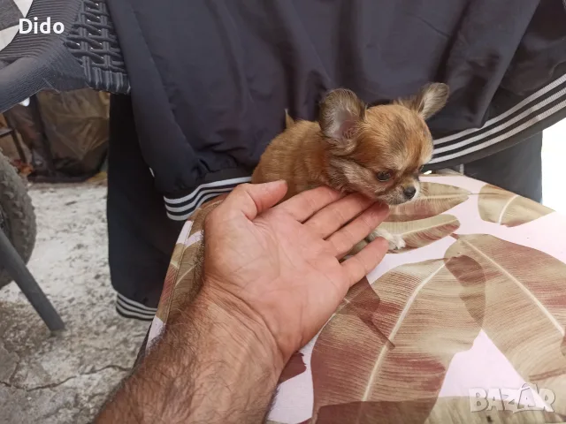 Продавам чихуахуа, снимка 10 - Чихуахуа - 56222555