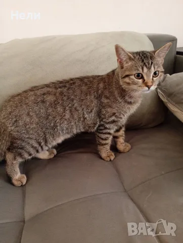 Коте Алис на 4 месеца си търси дом, снимка 4 - Други - 55904565