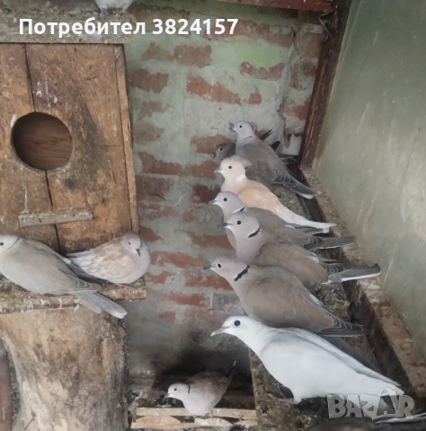 Смеещи се гугутки