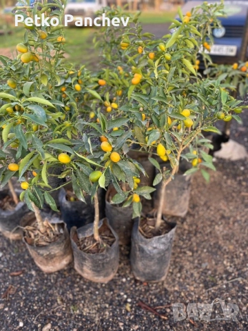 Кумкуат със плод , снимка 3 - Стайни растения - 51008598