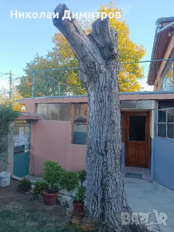 орех за дървен материал , снимка 2 - Други - 47760522