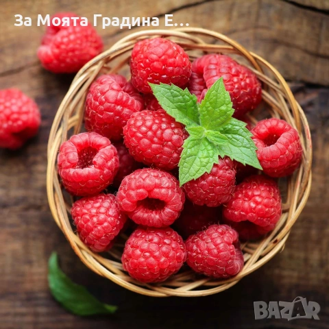 Малини 27 сорта , снимка 11 - Разсади - 54020155