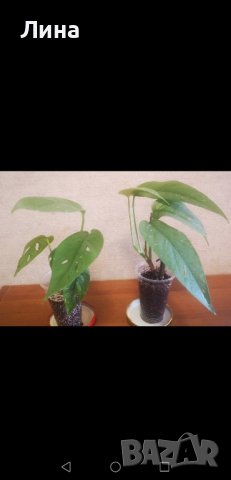 Епипремнум Себу блу/Epipremnum Pinnatum Cebu Blue/, снимка 2 - Стайни растения - 42855700