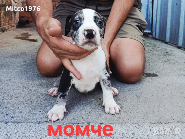 Pitbul-Питбул-Pitbul, снимка 3 - Питбул - 55892121
