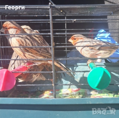 Канари черно-червена мозайка, снимка 4 - Канари - 52105343