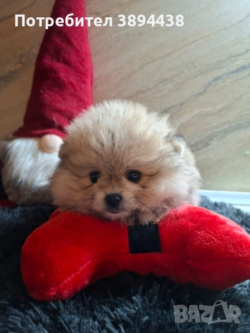 Померан женски, снимка 5 - Померан - 52693672