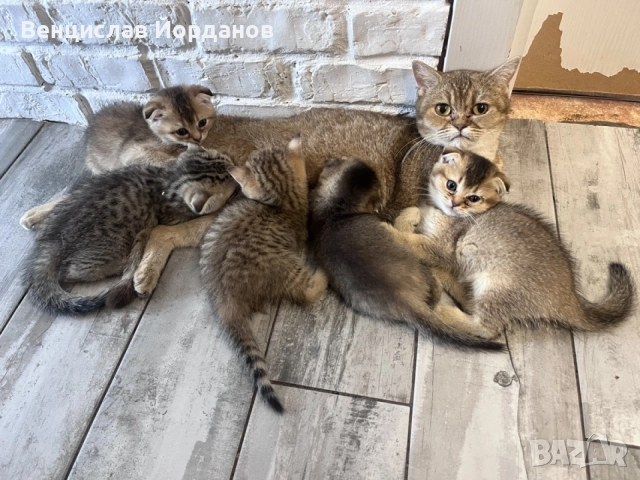 британски златни и сребърни чинчили и табита
