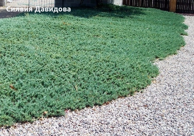 Юниперус , снимка 15 - Градински цветя и растения - 52770817
