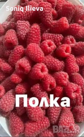 продавам разсад ягоди, снимка 10 - Разсади - 53905580